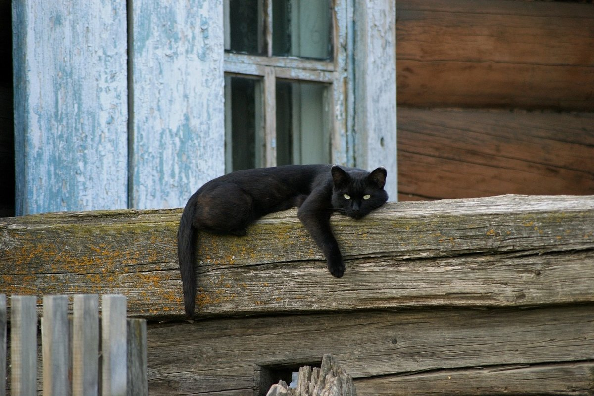 Спать на пороге примета. Кот на заборе. Коты на заборе. Кот сидит на заборе. Черный кот на заборе.