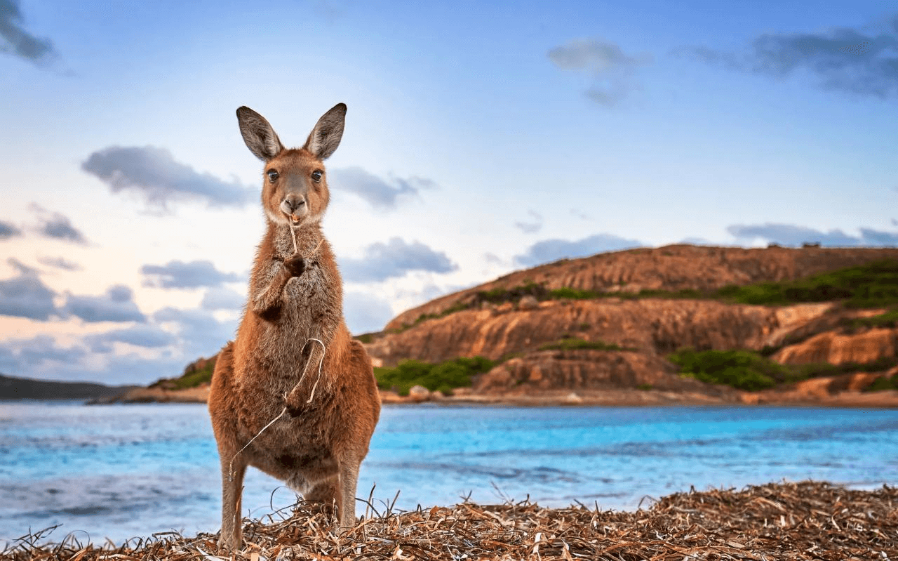 Место зверя. Тасмания кенгуру. Australia кенгуру. Австралийский кенгуру. Австралия природа кенгуру.