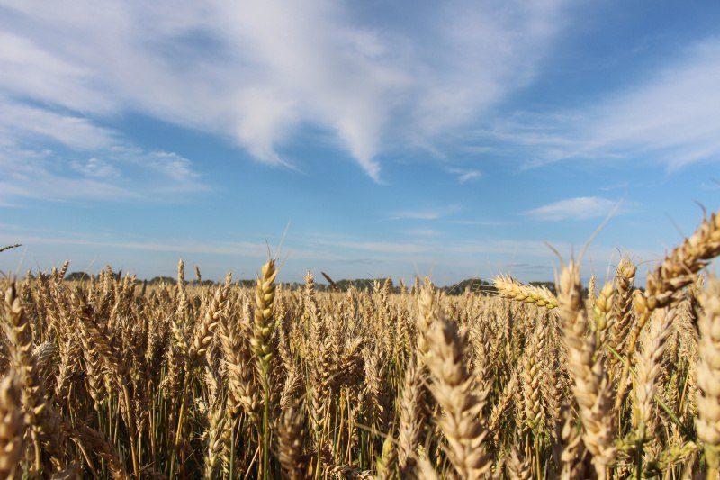 Алтайский селекционер создал высокоурожайный сорт яровой пшеницы