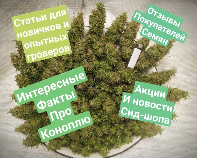 Боб Марли Магазин Семян Россия