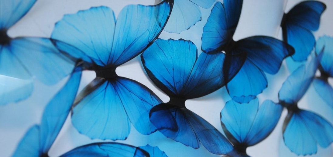 Butterfly 🦋 – Telegraph