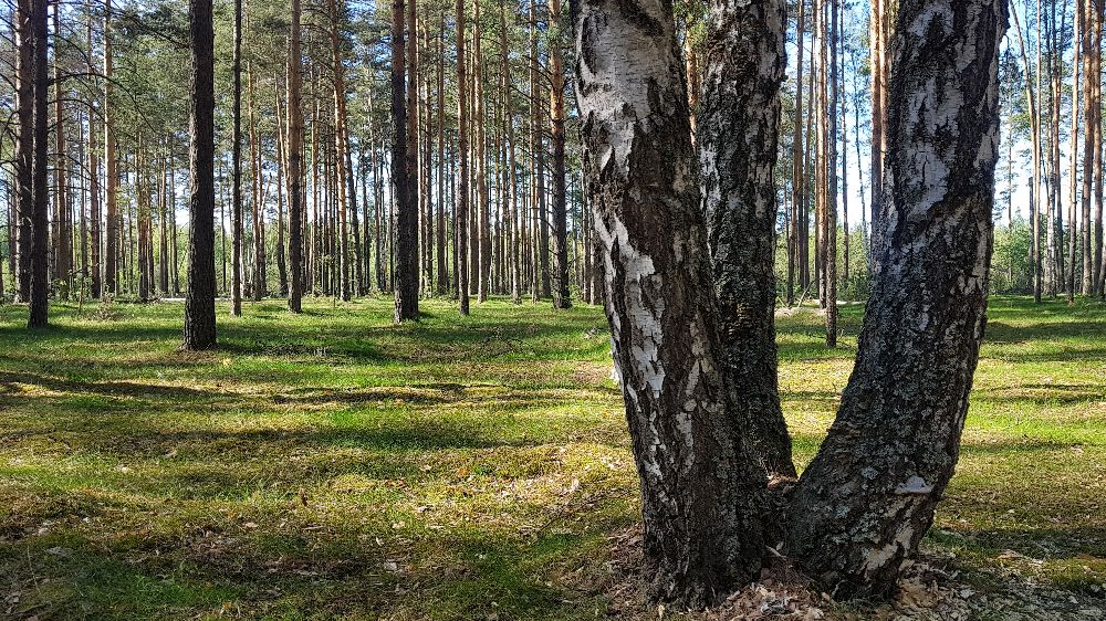 Здесь была сосна