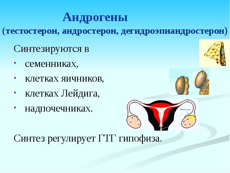 К андрогенам относятся. Андростерон функции гормона. Андрогены тестостерон андростерон. Половые гормоны тестостерон. Андрогены в яичниках синтезируют клетки.