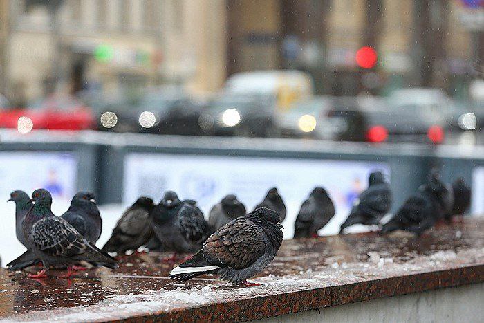 В понедельник в Москве ожидается ледяной дождь