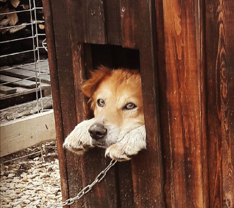 Хвостатое счастье дзен баня