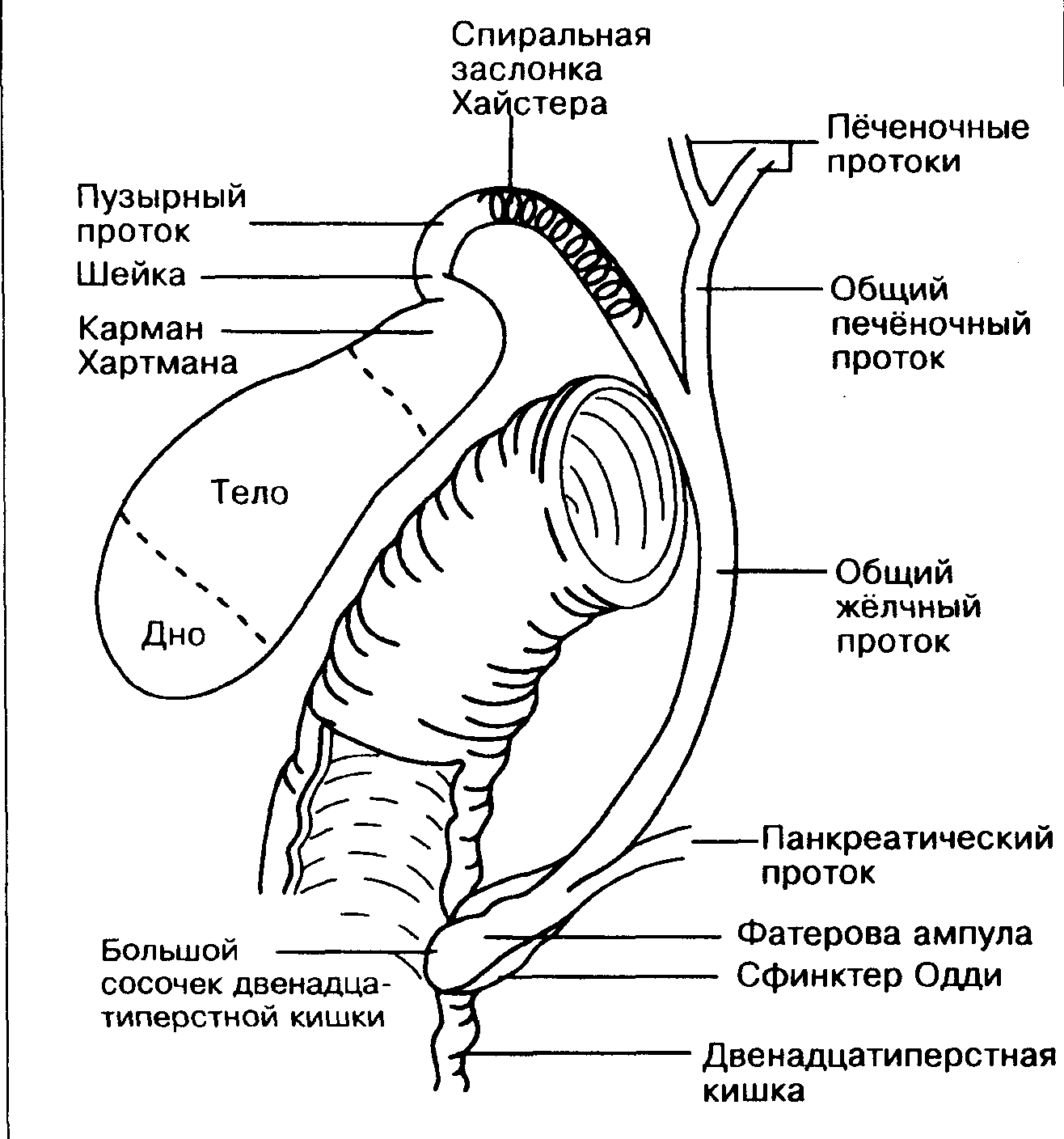 Желчевыводящие пути анатомия схема