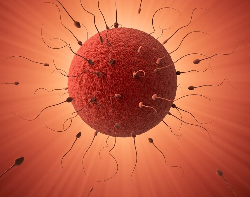 При моделировании процесса оплодотворения яйцеклетки - выяснились ...