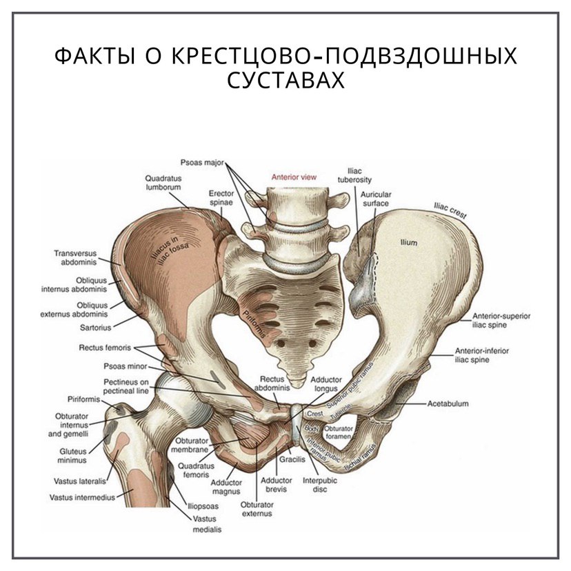 Строение таза у женщин фото сзади