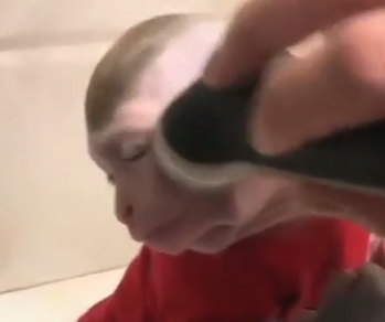 Dejando al mono to crema