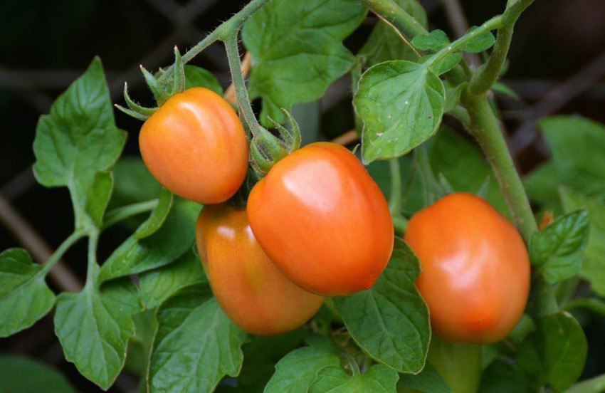 Применение этилена для ускорения созревания томатов на растениях уже допущено в Бельгии и Англии