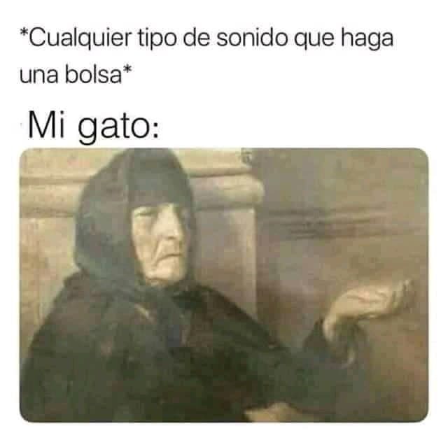 Cuando tienes gato y suena una bolsa