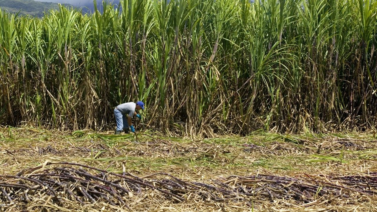 Сахарный тростник районы выращивания. Сахарный тростник в Бразилии. Куба сахарный тростник плантации. Сахарный тростник Ямайка. Сахарный тростник в Латинской Америке.