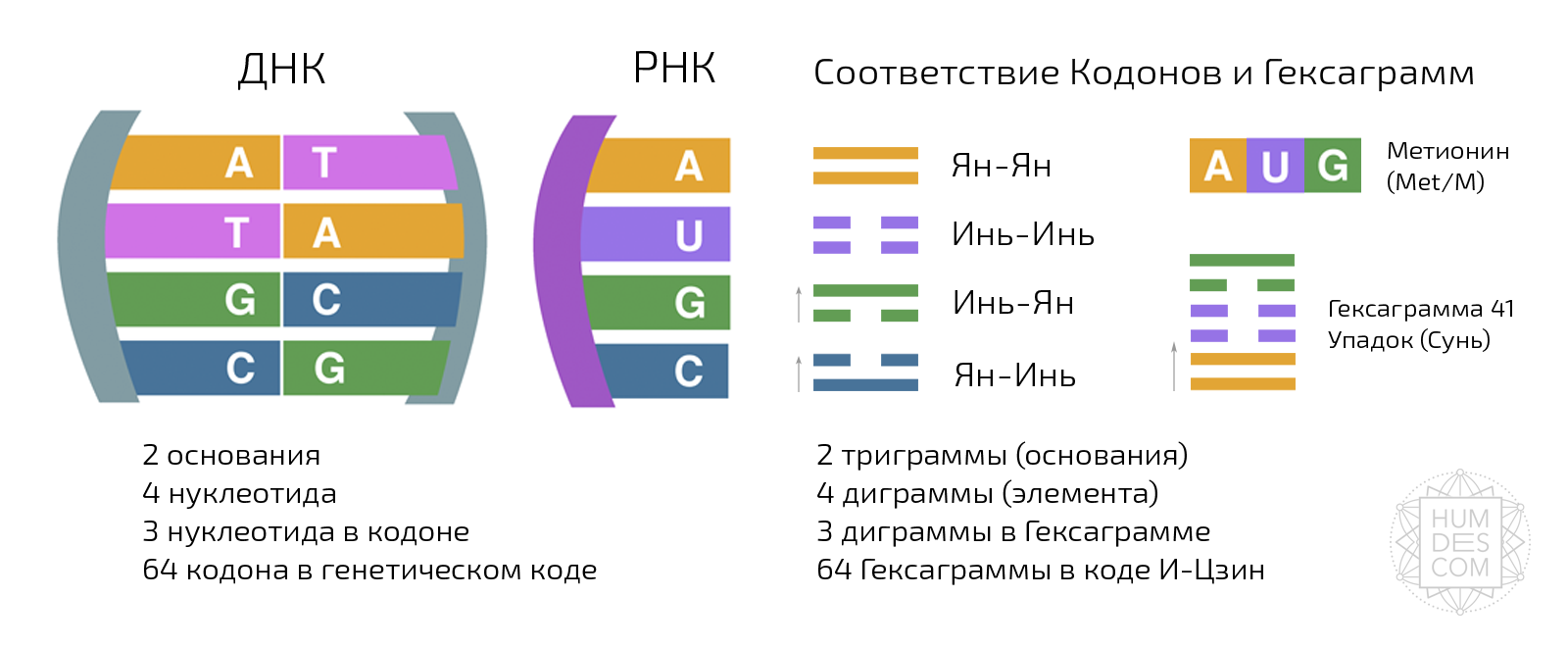 Структура и соответствие. Структура гексаграммы дизайн человека. И Цзин ДНК. И-Цзин аминокислоты. Генные ключи гексаграмма.