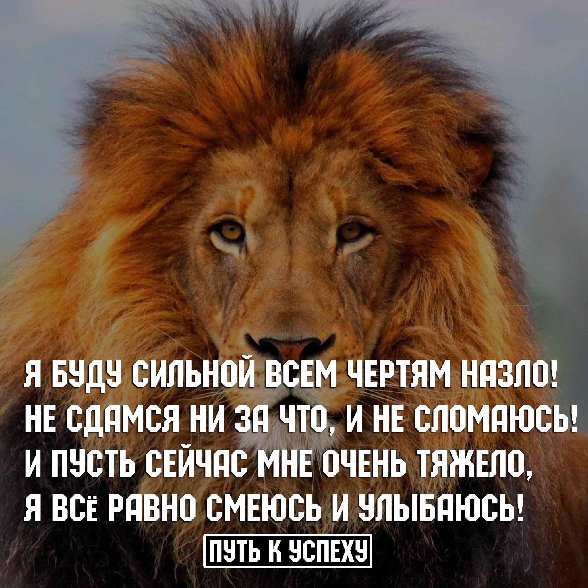 Давайте будем сильными. Статусы про Львов. Надо быть сильной. Будь сильным. Статусы про Льва.