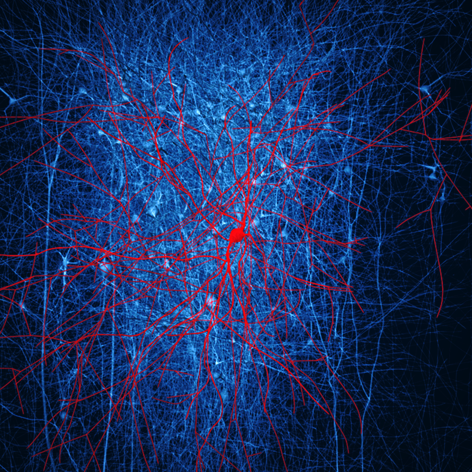 Brain neurons