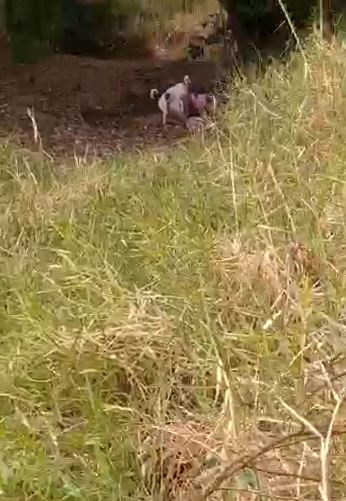 Un perro ataca a un hombre