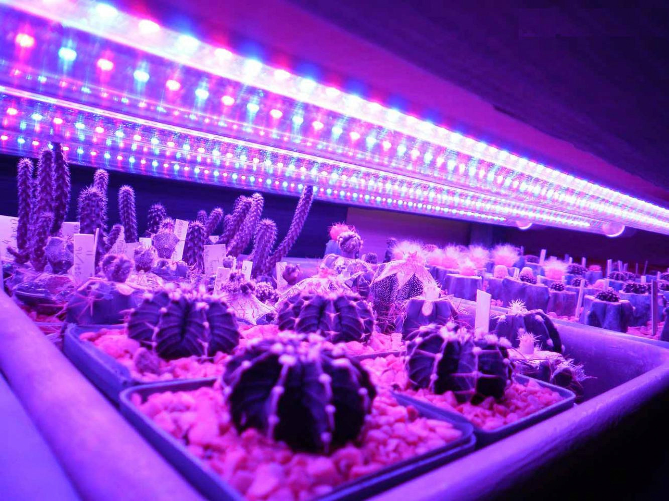 Где Можно В Москве Купить Фитоленту Оптом