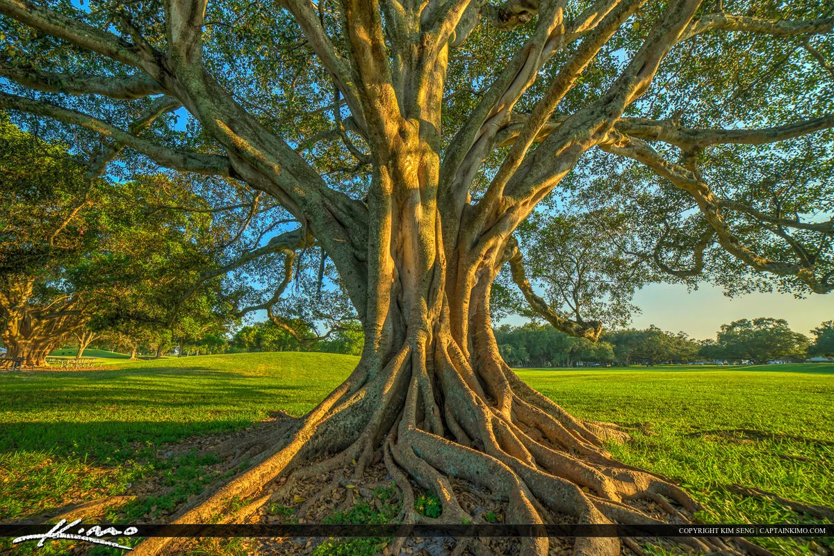 Large tree