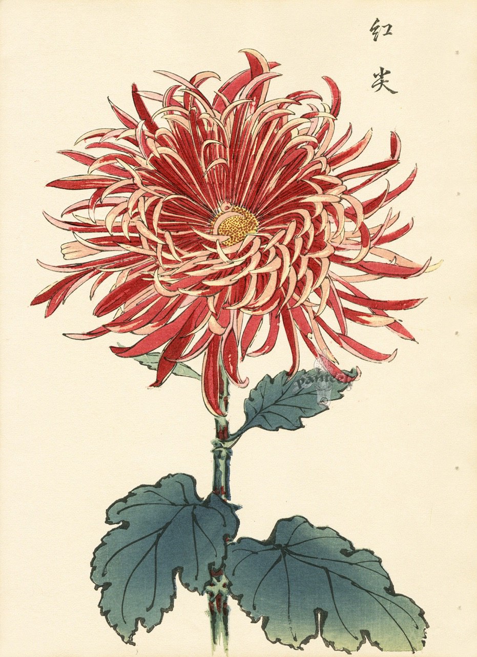 Хризантема японская красная