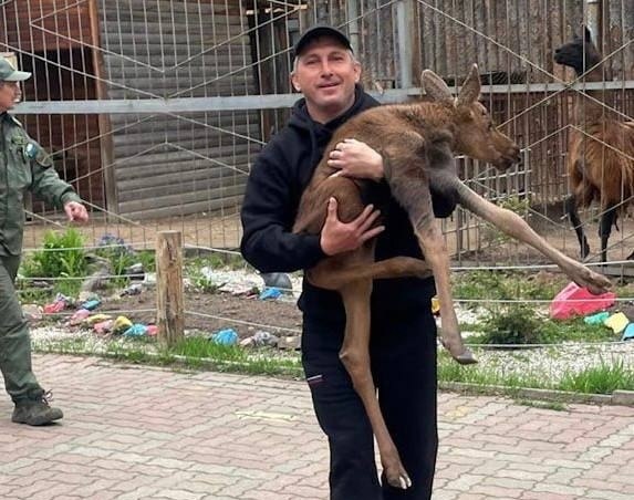 В Хабаровском крае спасли только что родившегося лося