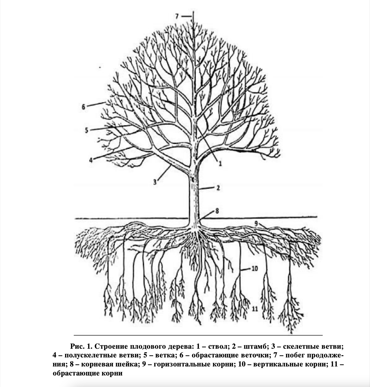 Читать кун род корневых 8. Корневая шейка дерева. Скелетные ветви у плодового дерева это. Строение плодового дерева. Скелетные и Полускелетные корни.