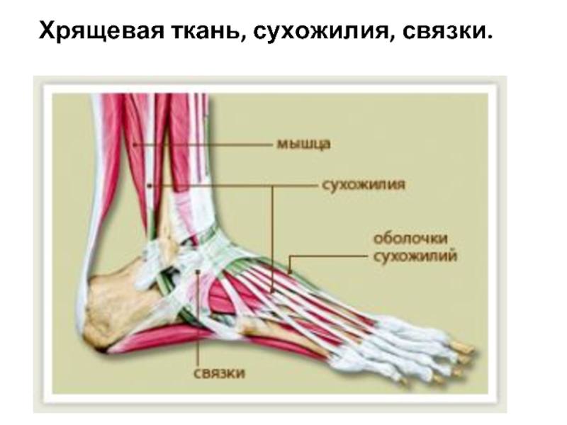 Сухожилия голеностопного сустава лечение. Строение голеностопа сухожилия. Тендинит сухожилия большеберцовой мышцы. Хрящи кости сухожилия связки ткань. Тендинит задней большеберцовой мышцы.