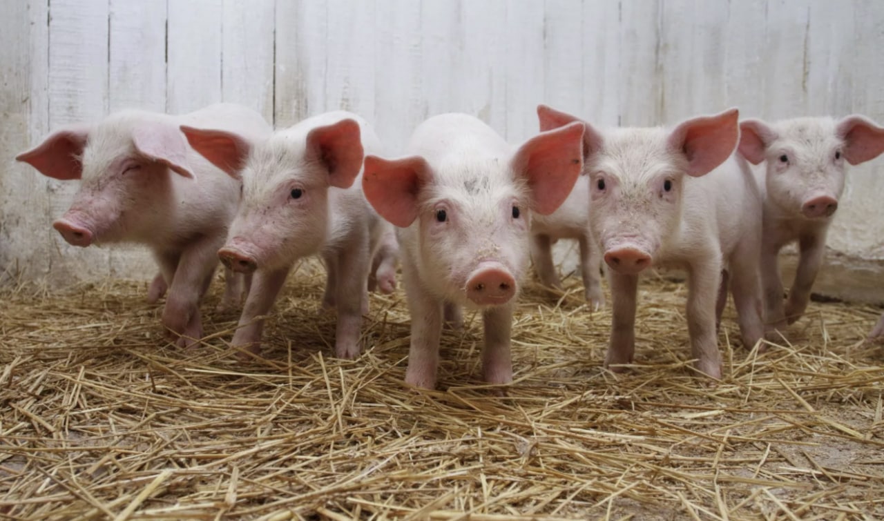 Учёные изучают врожденный механизм защиты свиней от коронавируса