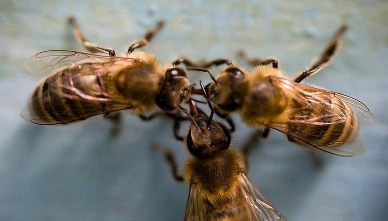 Пчёлы из разных регионов не могут понять друг друга