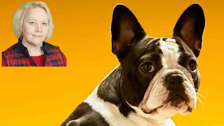Law; Contract Law; Dog; Cat; Pet; Custody Agreement udemy coupon