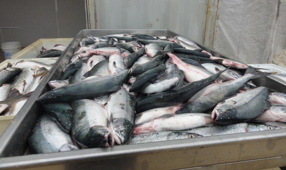 Жители Хабаровска стали покупать больше дешевой рыбы