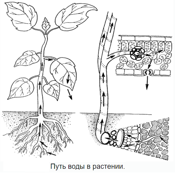 Движение воды в листьях. Водный режим растений физиология растений. Нижний концевой двигатель растений. Нижний концевой двигатель транспирации. Передвижение воды по растению.