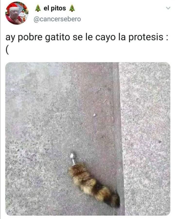 A una gata se le cayó la prótesis