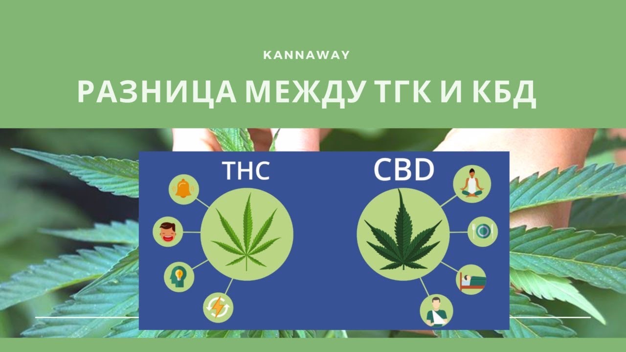 Подпишитесь на тгк. КБД конопли это. Различие ТГК И КБД. Отличия CBD TGK.