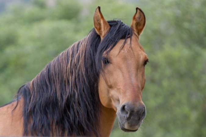 Иллюстрация к статье «Спирит - дух свободы в жизни и в мультфильме»