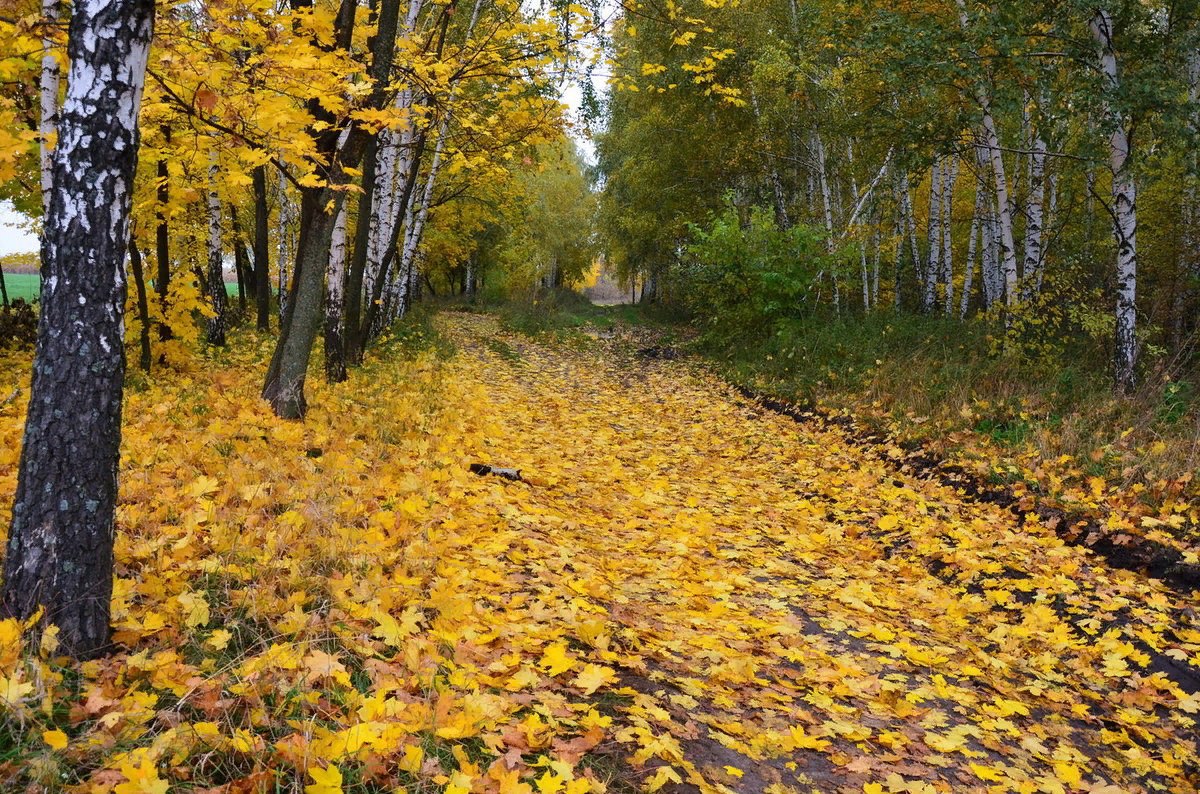 Листопад год. Осенний листопад. Осень листопад. Листопад в лесу. Осенний лес листопад.