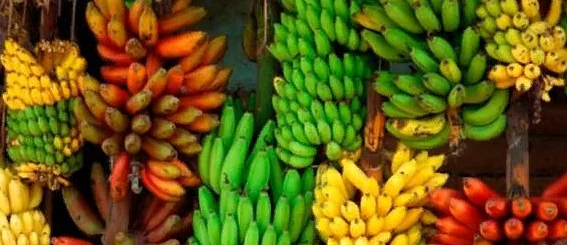 Интересные факты о банане – Telegraph