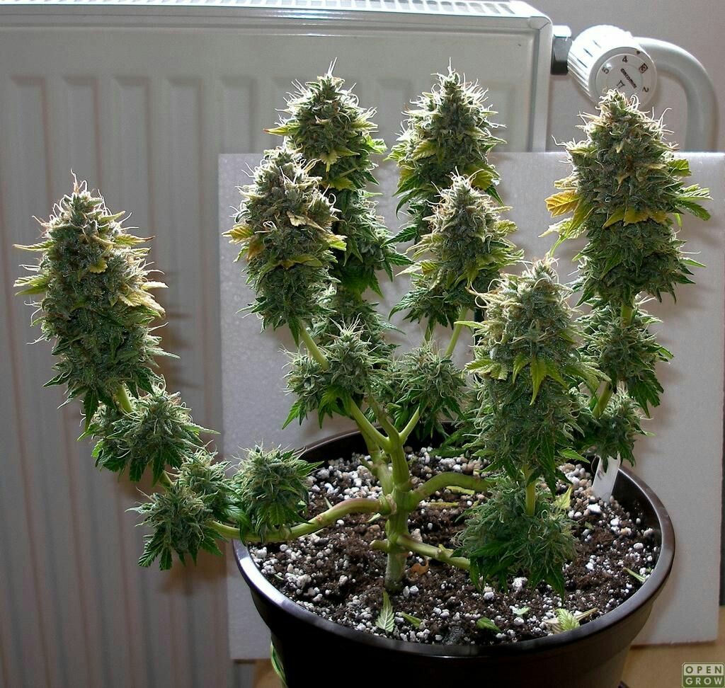 Семена марихуаны выращивание в домашних условиях дикая конопля в подмосковье