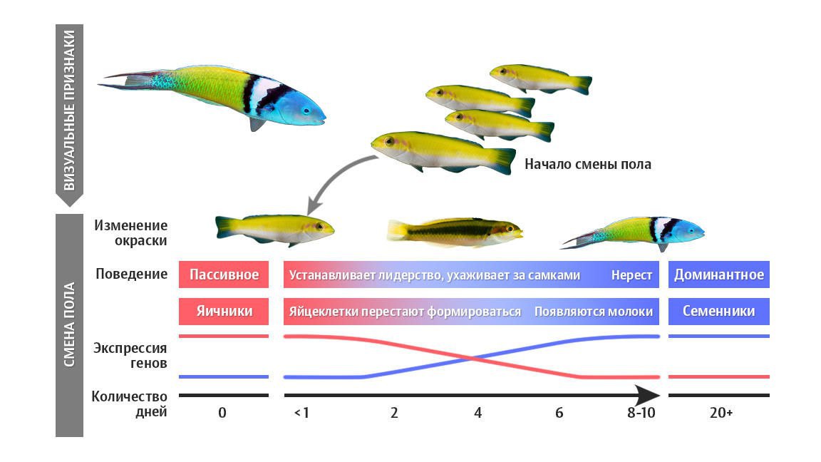 Какая рыба может менять пол на противоположный. Список рыб меняющих пол. У каких рыб в зависимости от недостатка особей меняют пол.
