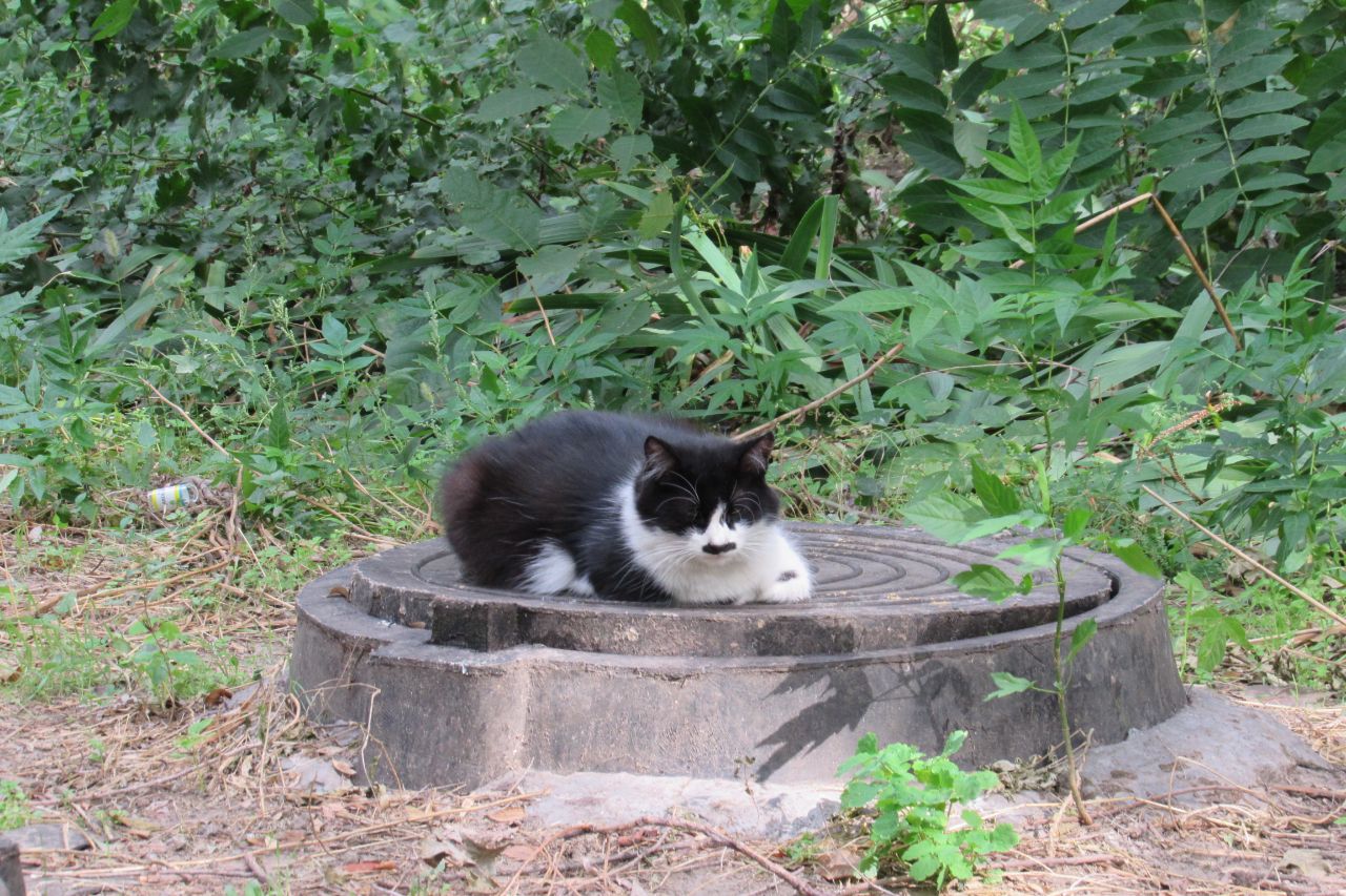 Кошачий голос. Кот Усатый озорной. Кот Усатый озорной мультик. Кот Усатый озорной detkitv. Кот Усатый озорной Cover Version Tanya_kot.