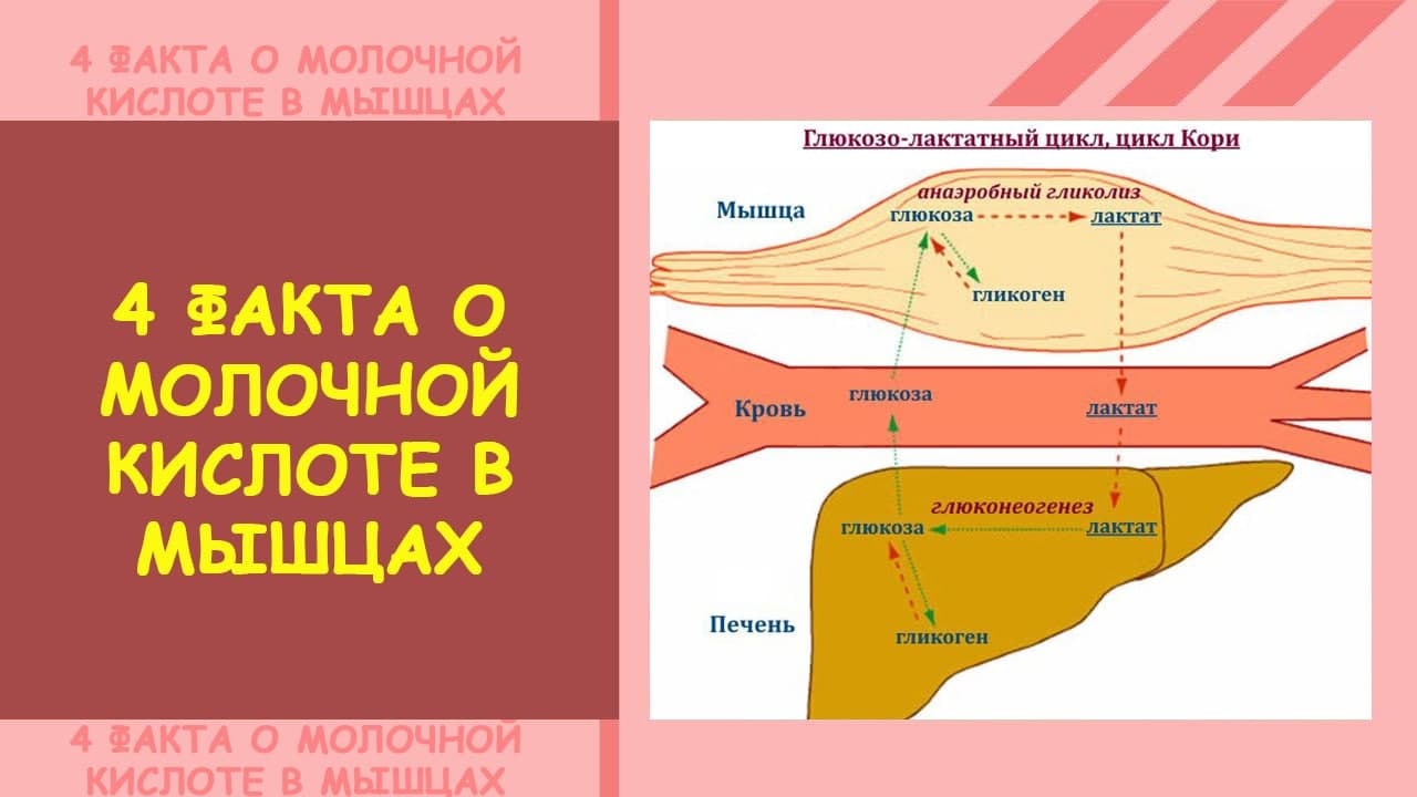 Молочная кислота в мышцах фото