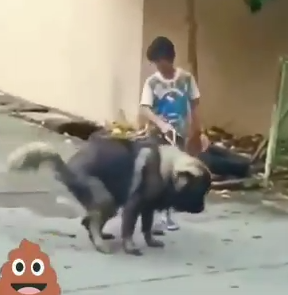 Recogiendo la caca del perro