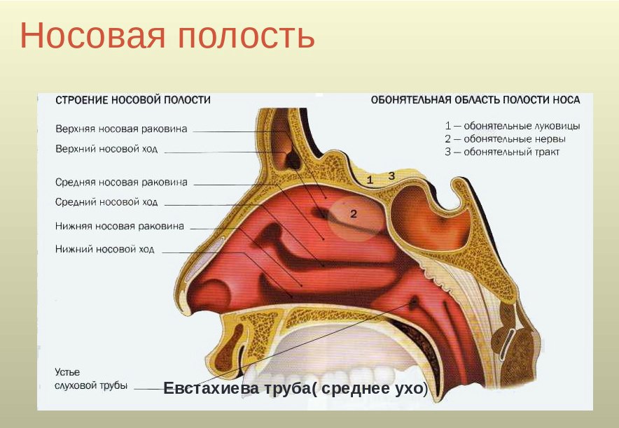 Ухо горло нос схема