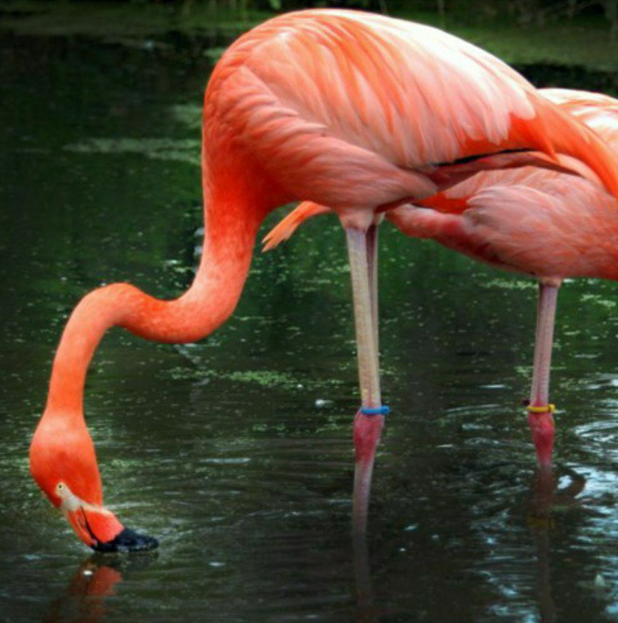 Фламинго интересная. Фламинговые Фламингообразные. Факты о Фламинго. Интересные сведения о Фламинго. Самые интересные факты о Фламинго.