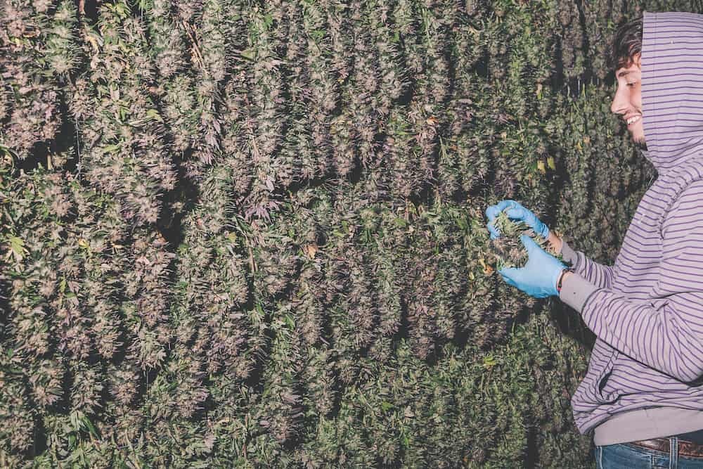 Руководство по сбору урожая – Telegraph