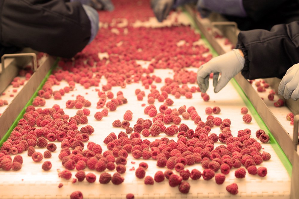 «Альфа-групп» станет крупнейшим производителем ягодной продукции
