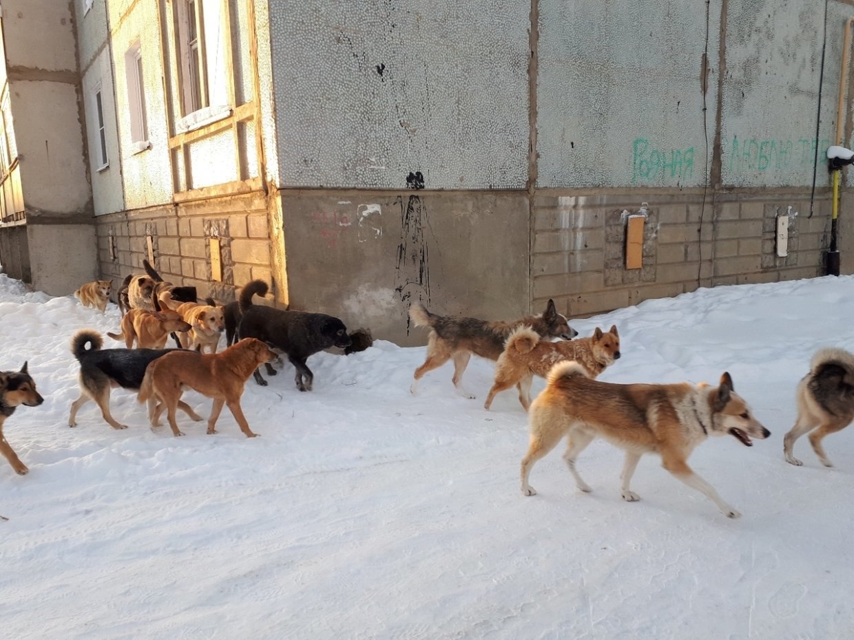 Бродячие собаки напали на мужчину в Хабаровске