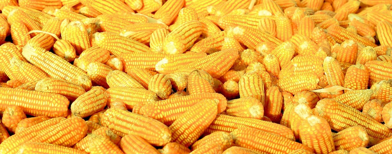 Украина потеснит США в списке крупнейших производителей кукурузы