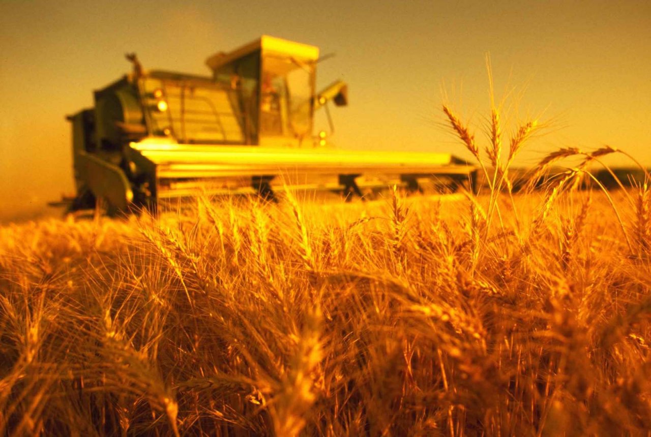 Россия может увеличить сбор пшеницы в 2020 году на 3-5%