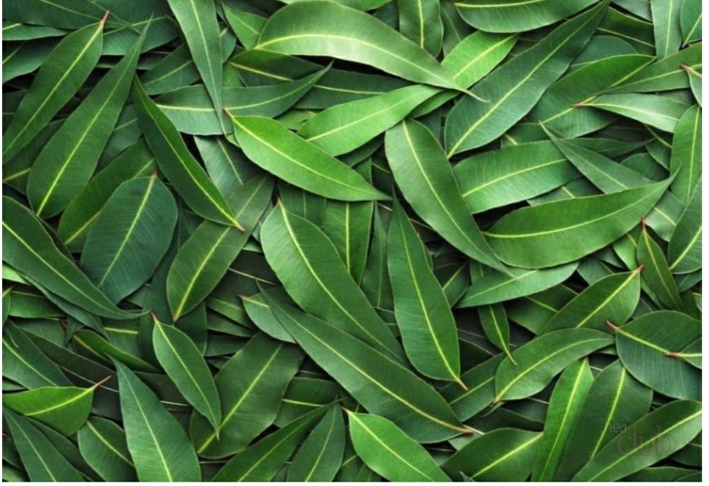 Эвкалиптовая чистка (простая) – Telegraph