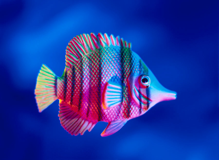 Tropical Fish For Sale Telegraph